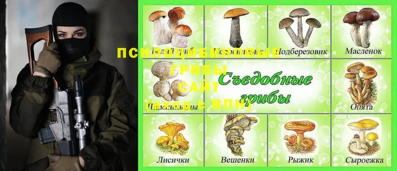 где можно купить   Елабуга  Псилоцибиновые грибы Magic Shrooms 